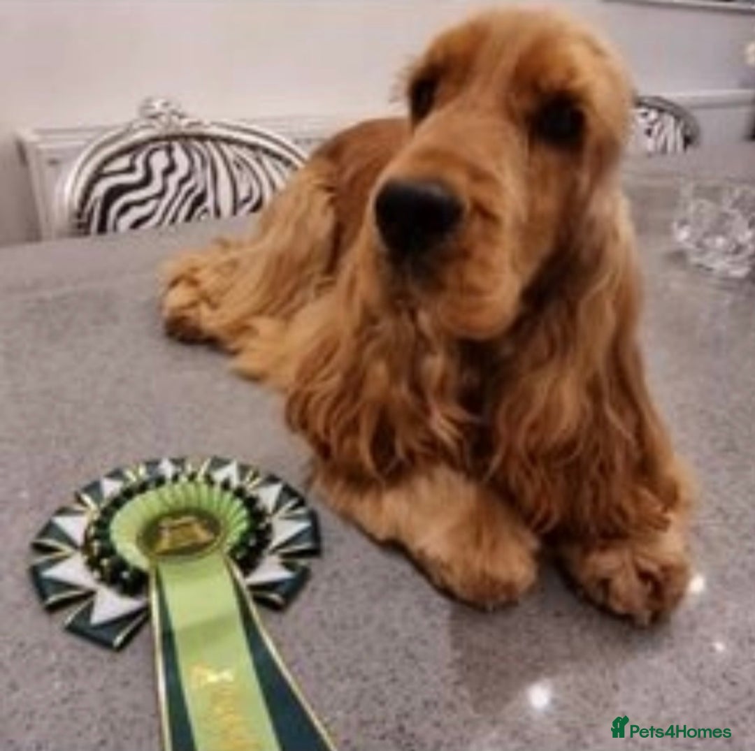 Cocker Spaniel dogs for sale: KC SHOW TYPE COCKER REGISTERED - Advert 11