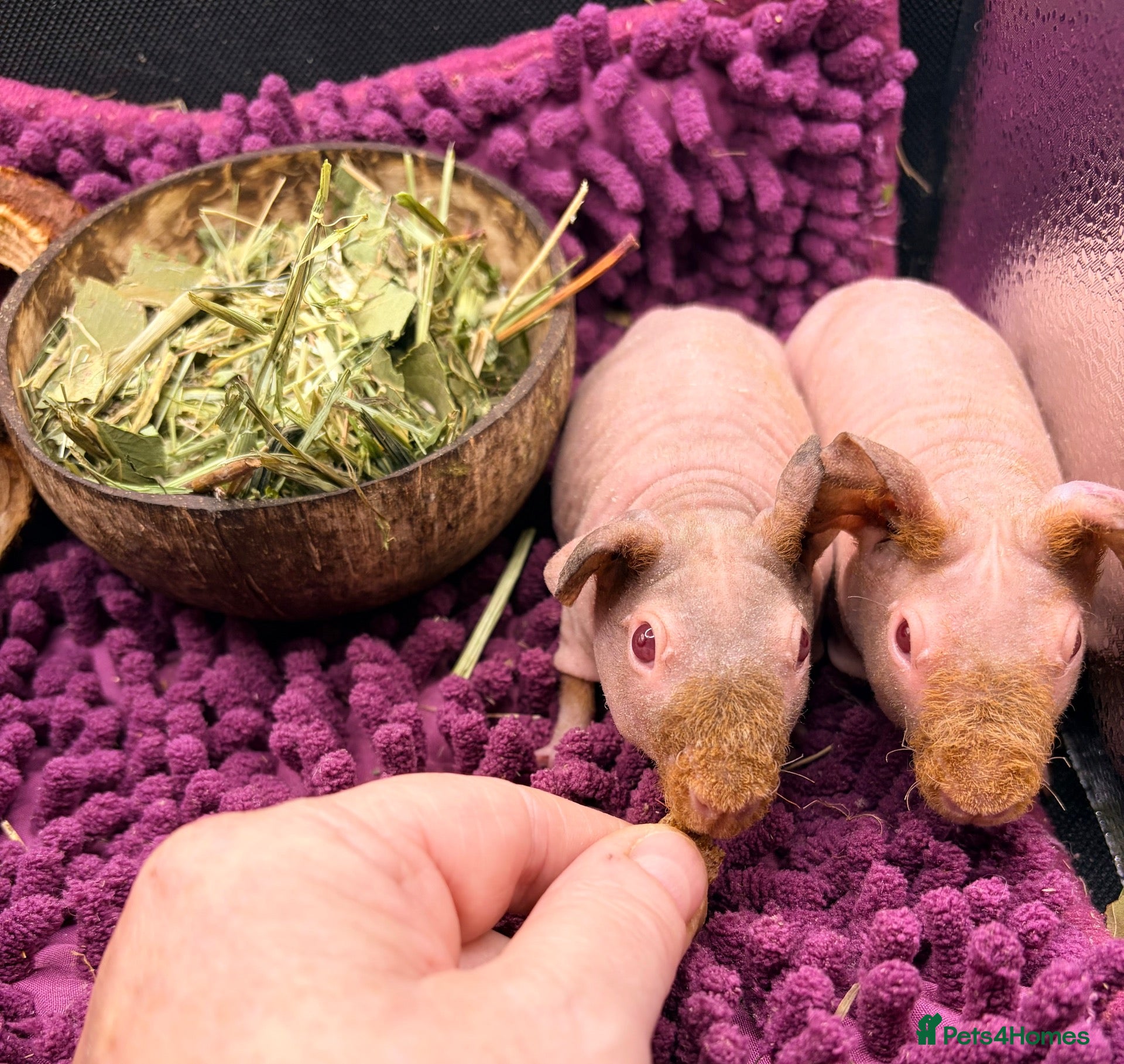 Guinea Pig rodents Pair of Boy Skinny Pigs - Advert 7