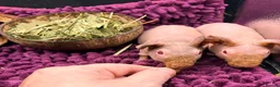 Guinea Pig rodents for sale: Pair of Boy Skinny Pigs - Advert 5