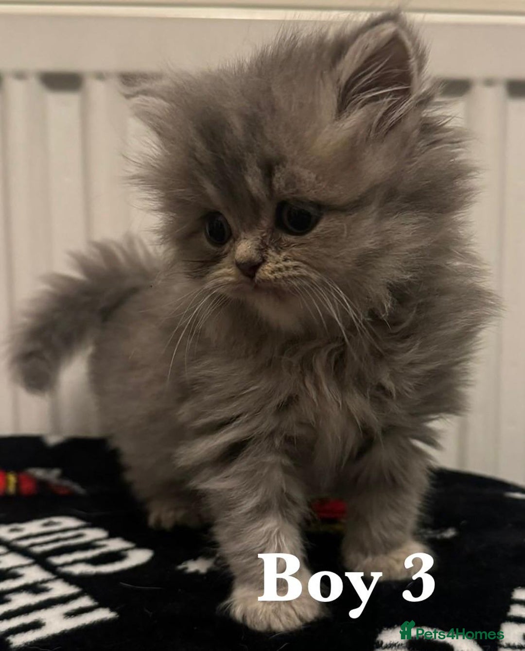 British Shorthair cats for sale: British shorthair X Persian kittens for sale ready - Advert 15