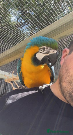 Macaws birds in Abingdon - Advert 14