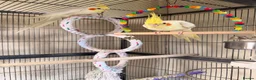 Cockatiels birds for sale: Loving cockatiels looking for a new home  - Advert 3