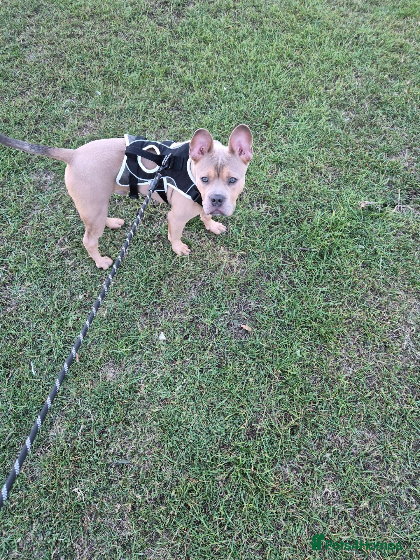 Mixed Breed dogs Staffy x frenchie - Advert 1