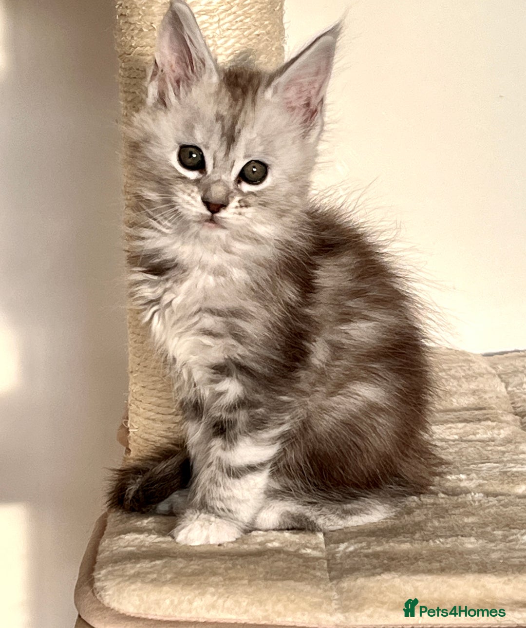 Maine Coon cats for sale: Blue Tabby Maine Coon Female - Image 2