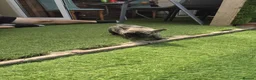 French Bulldog dogs for sale: French Bulldog Puppies – Looking for Forever Homes - Advert 5
