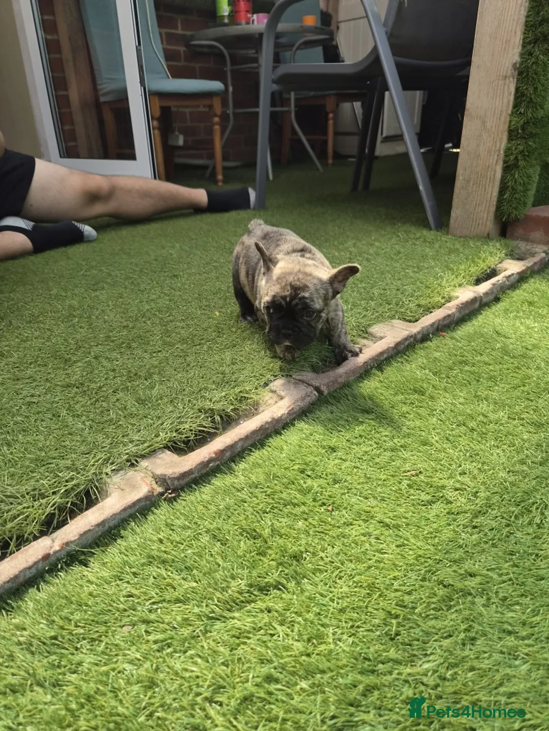 French Bulldog dogs for sale: French Bulldog Puppies – Looking for Forever Homes - Advert 5