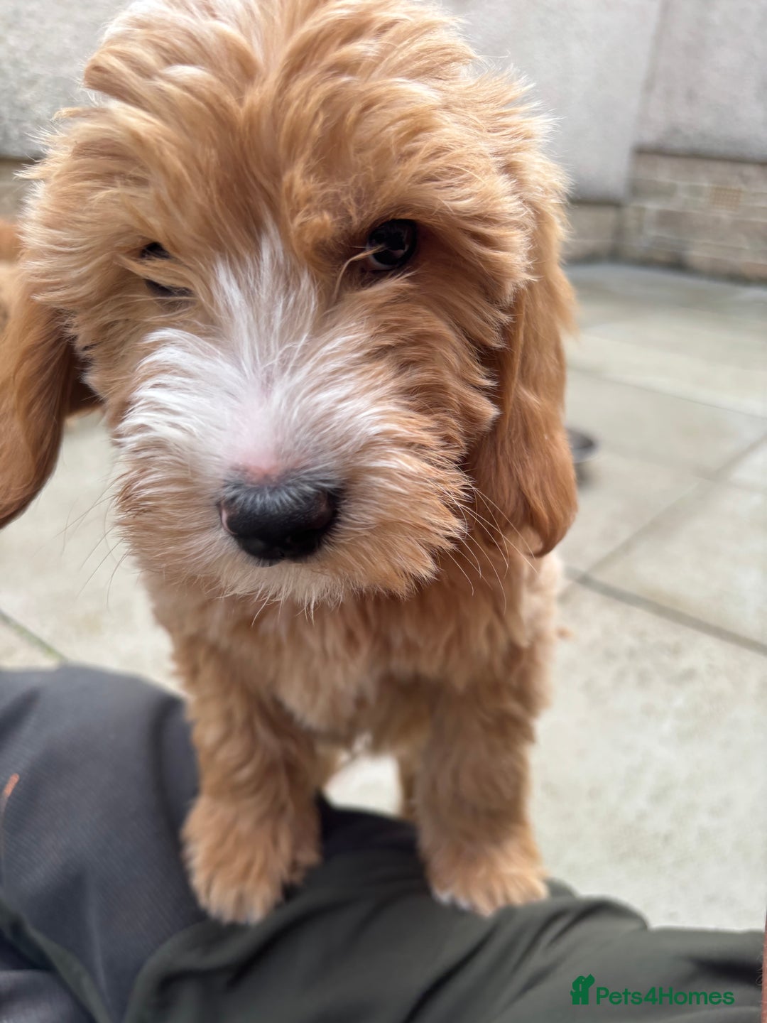 Mini Goldendoodle dogs for sale: F1 miniature golden doodle puppies  - Image 7