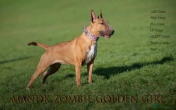 English Bull Terrier dogs for sale: Exceptional english bull terrier puppies  - Image 8