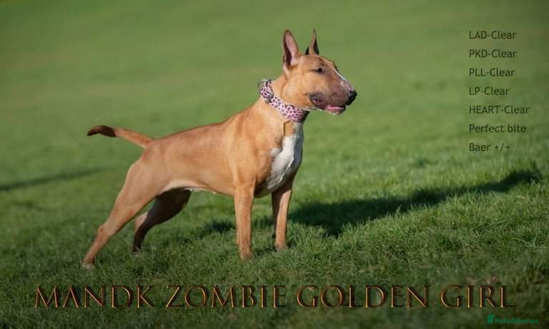 English Bull Terrier dogs for sale: Exceptional english bull terrier puppies  - Image 8