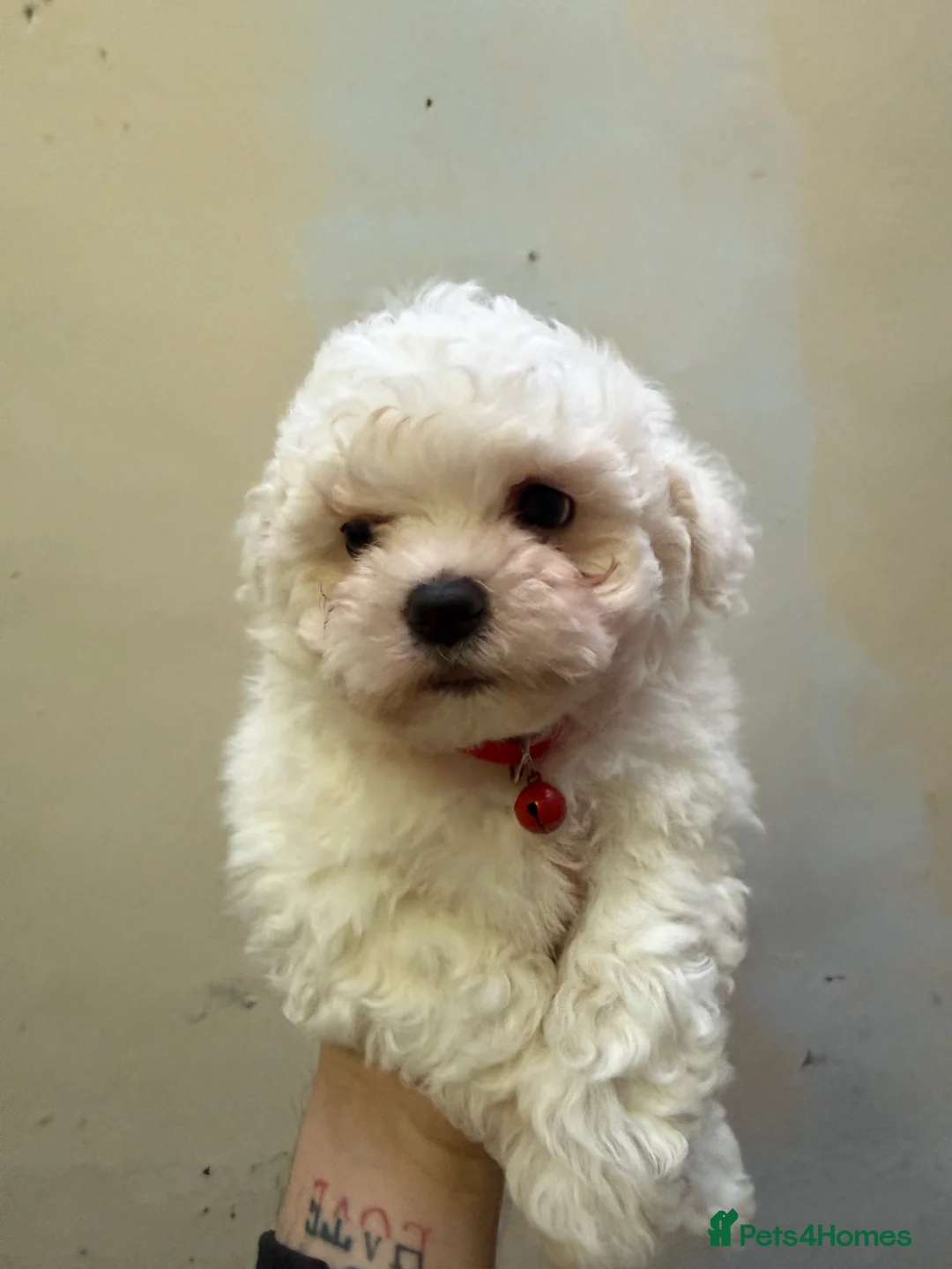 Bichon Frise dogs for sale: 2little bichon frise looking for a new home❤️🩷💚 - Advert 8