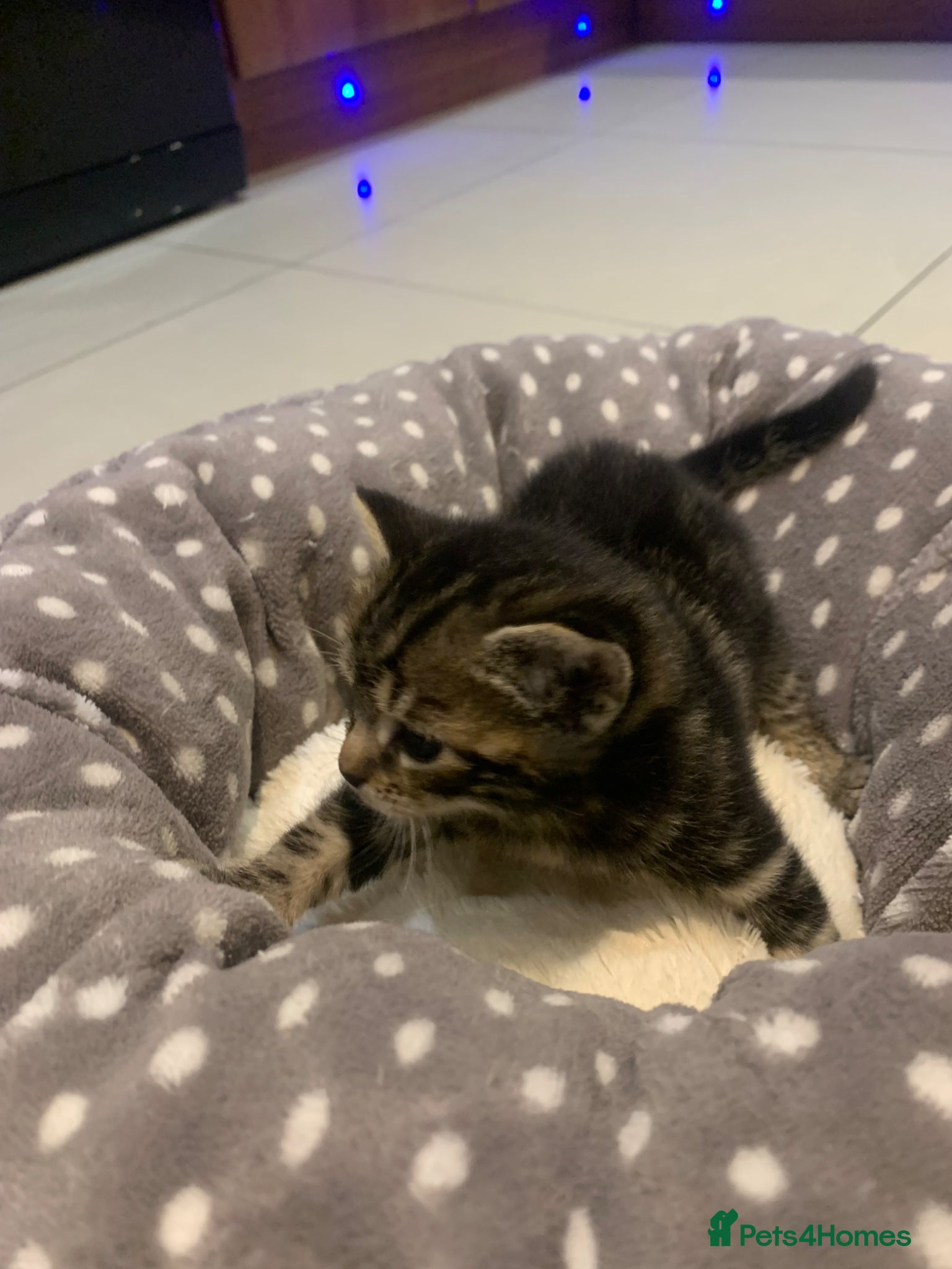 Mixed Breed cats for sale: Shorthair Tabby’s mixed breed in Solihull - Advert 23