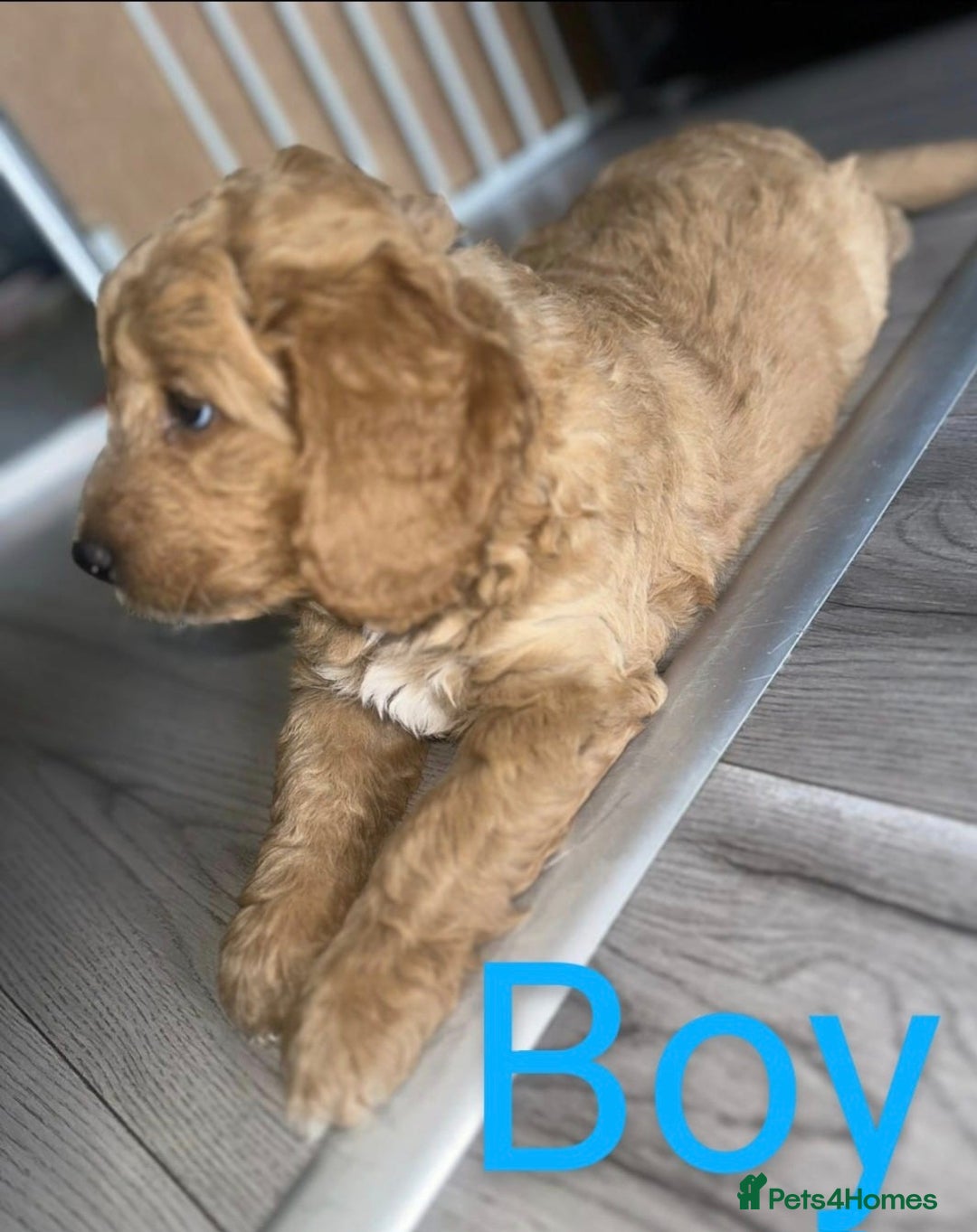 Goldendoodle dogs for sale: Goldendoodle Puppy 1 - F1 Minature Goldendoodle puppies  - Image 5