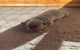 Staffordshire Bull Terrier dogs for sale: 6 kc registered blue staffys for sale :) - Image 2