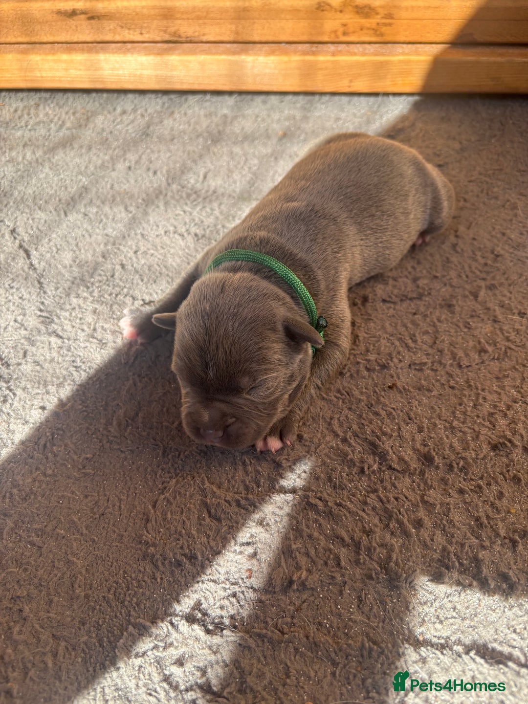 Staffordshire Bull Terrier dogs for sale: 6 kc registered blue staffys for sale :) - Image 2