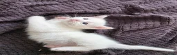 Mixed Breed cats for sale: 🔹️🔸️🔹️Kittens🔸️domestic cat x Ragdoll 🔹️🔸️ - Advert 9