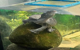 Turtle reptiles for sale: Male Turtle + tank and all filters +lighting+ food - Advert 3