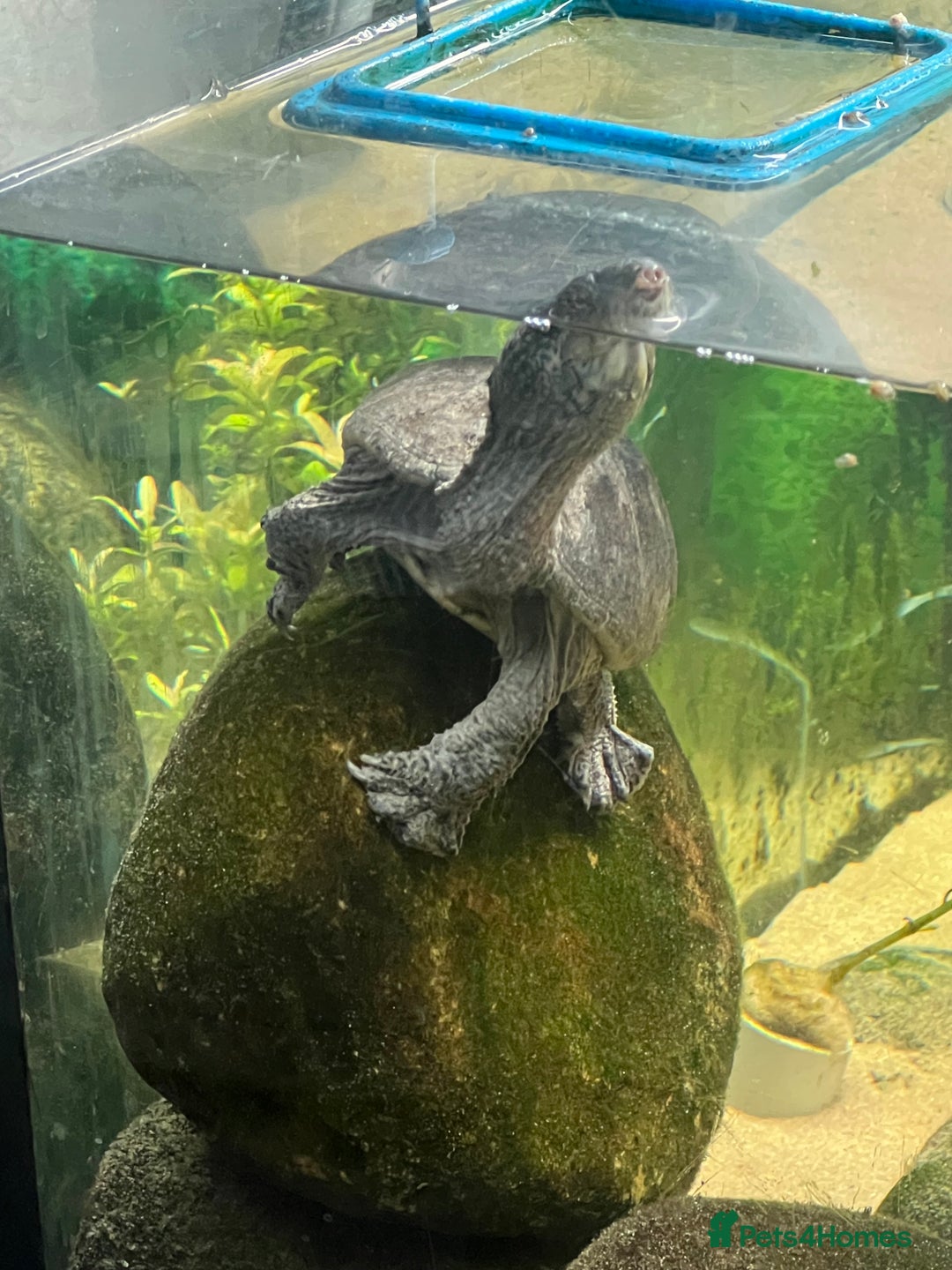 Turtle reptiles for sale: Male Turtle + tank and all filters +lighting+ food - Advert 3