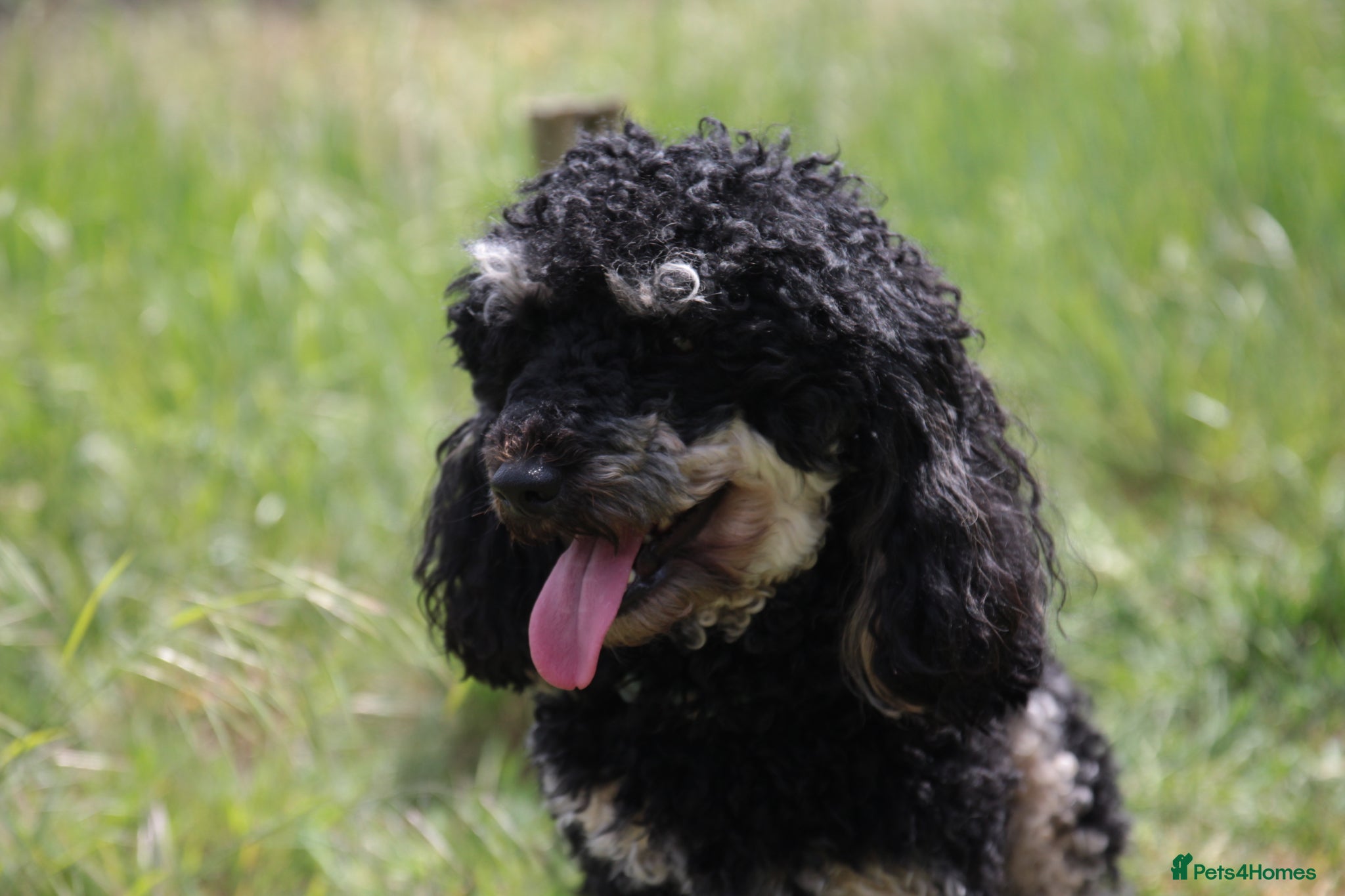 Miniature Poodle dogs for stud: Black phantom minature poodle (stud)  - Advert 5