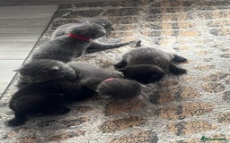 Russian Blue cats for sale: One male Russian blue kitten  - Image 4