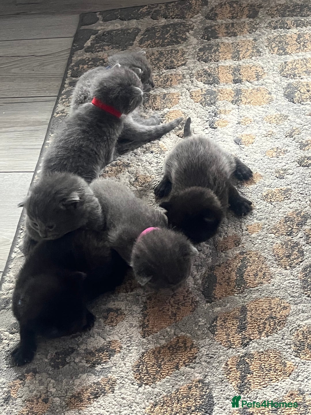 Russian Blue cats for sale: One male Russian blue kitten  - Image 4