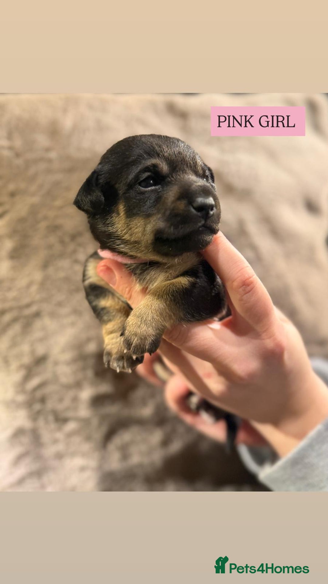 Jack Russell dogs for sale: Pure Breed special colour Jack Russells  - Advert 12