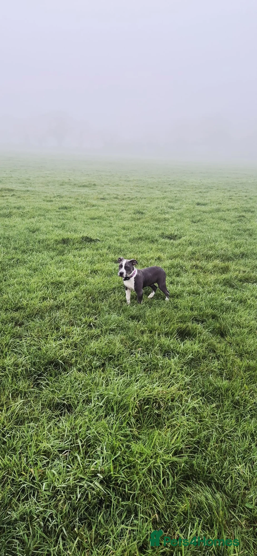 Mixed Breed dogs for sale: Grey & white 9 month Staffordshire bull terrier. in Stafford - Advert 5