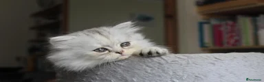 Persian 3