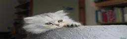 Persian cats for sale: 3 Pure Persian Chinchilla Kittens  - Advert 16