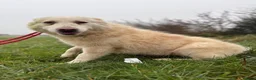 Mixed Breed dogs for adoption: Rosie - Norwich Norfolk  in Norwich - Advert 17