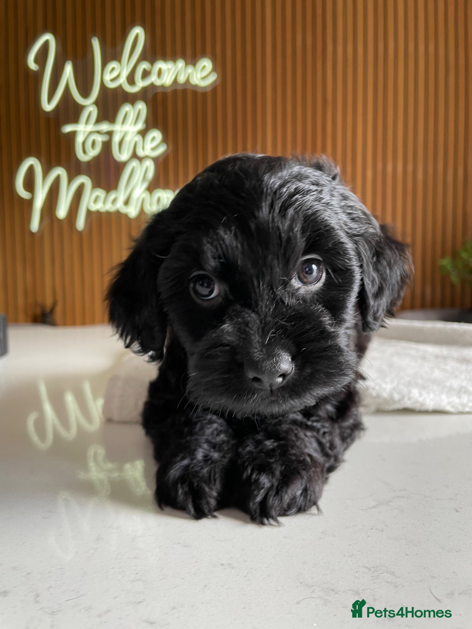 Cockapoo dogs DNA TESTED Tiny Toy F1 Cockapoo Puppies❤️ - Advert 1