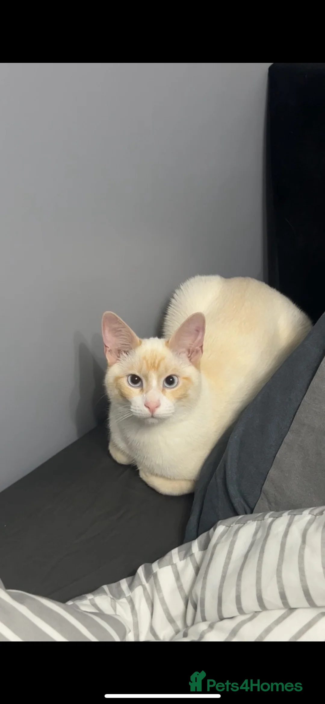 Mixed Breed cats for sale: Mixed Breed Cat  in Preston - Advert 1