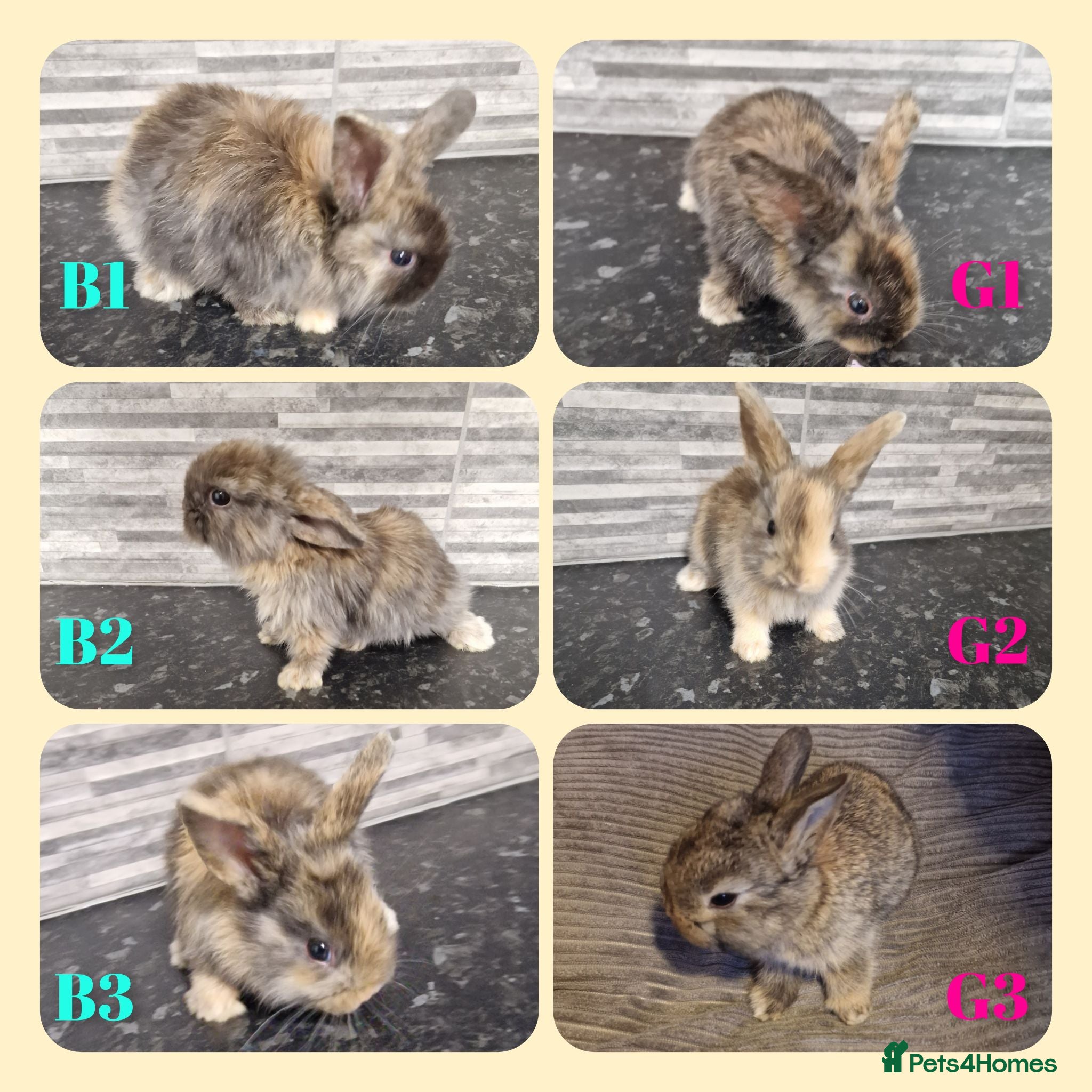 Mini Lion Lop rabbits Mini lion lops available now  - Advert 2