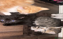 British Shorthair cats for sale: 4 kittens for sale: 3 girls 1 boy mixed coats  - Image 26