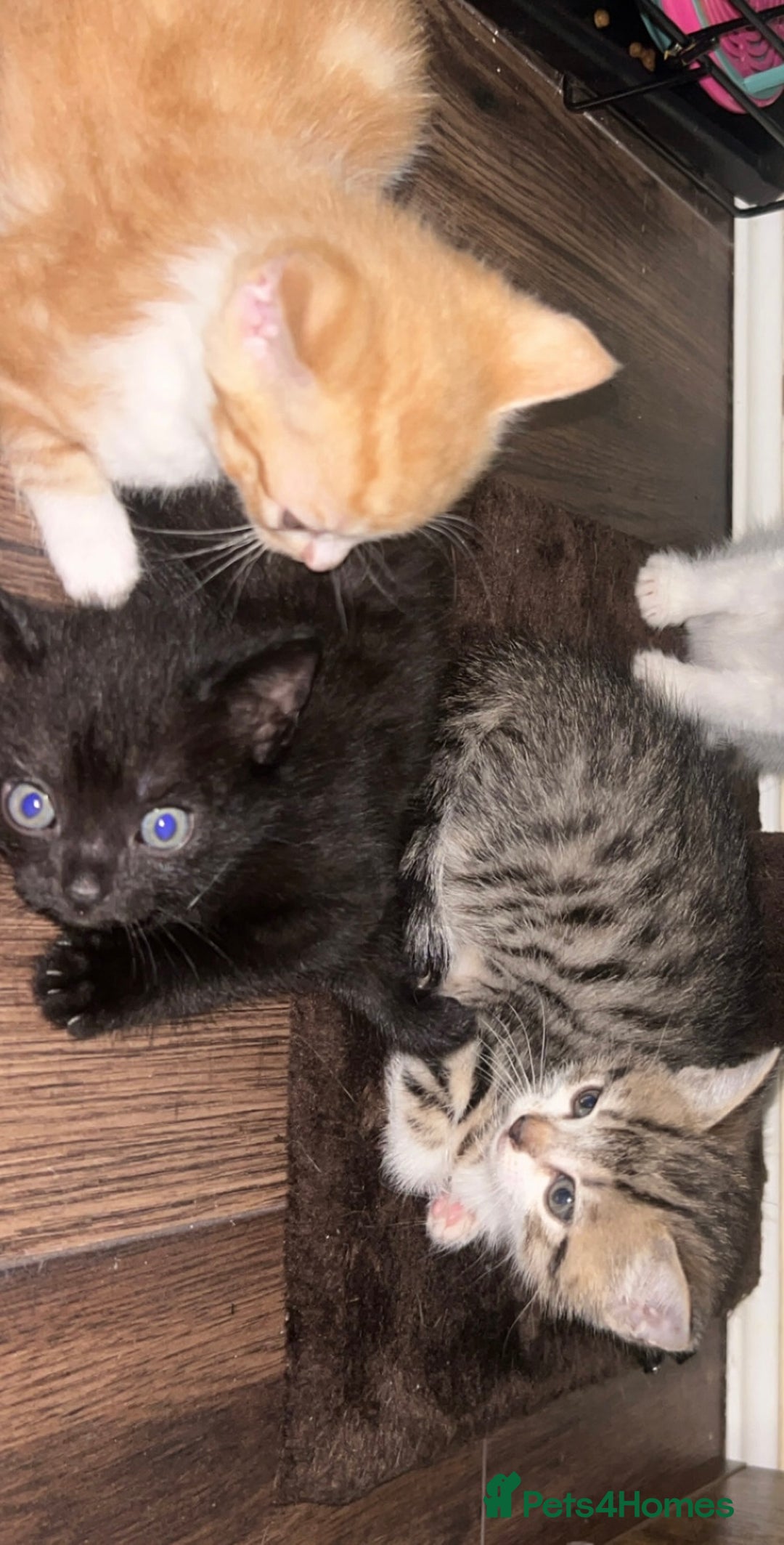British Shorthair cats for sale: 4 kittens for sale: 3 girls 1 boy mixed coats  - Image 26