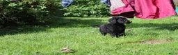Labradoodle dogs for sale: Labradoodle Puppies Last 2 Boys Price Reduced - Advert 22