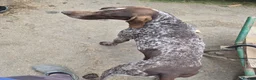 German Shorthaired Pointer dogs for sale: Pointadors (Lab x GSP) - Advert 22