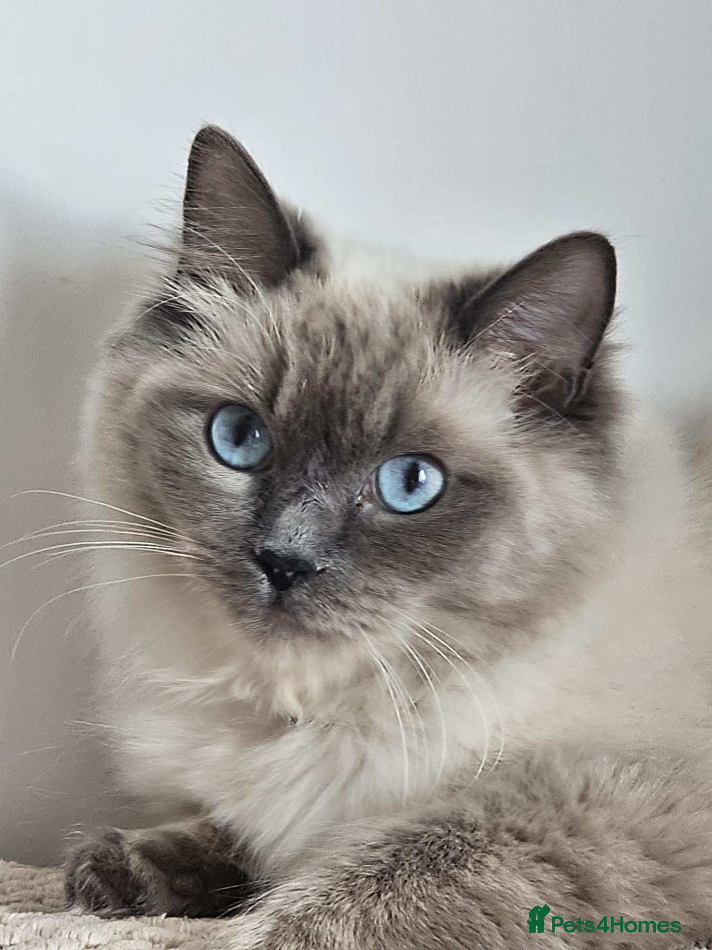 Ragdoll cats Champion Line Purebred Blue Point Mitted Ragdolls - Advert 1
