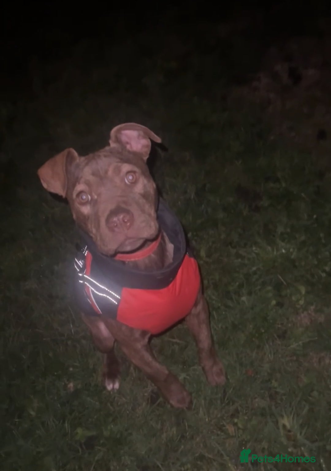 Staffordshire Bull Terrier dogs for sale: Tiger - Advert 2