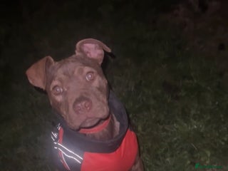 Staffordshire Bull Terrier dogs Tiger - Advert 4