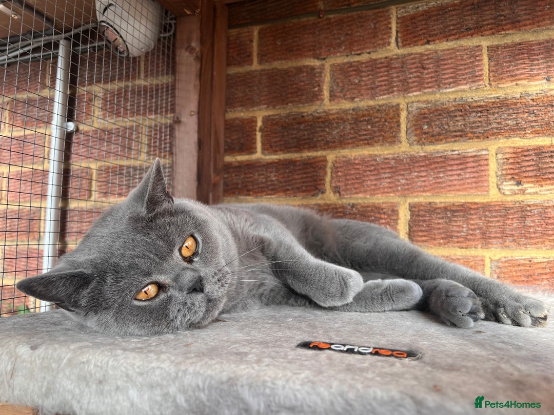 British Shorthair cats for sale: British Shorthair  - Image 20