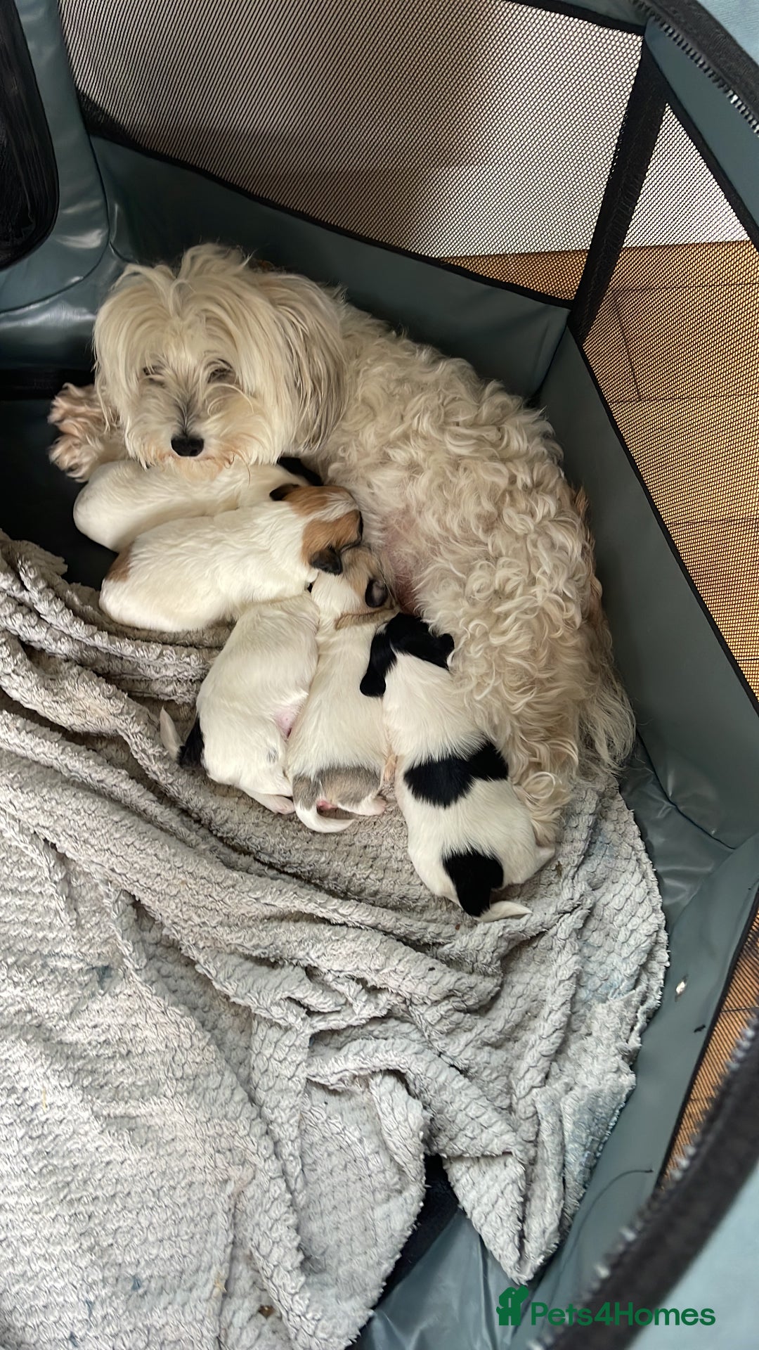 Coton De Tulear dogs for sale: Beautiful Coton de Tulear Puppies - Image 8
