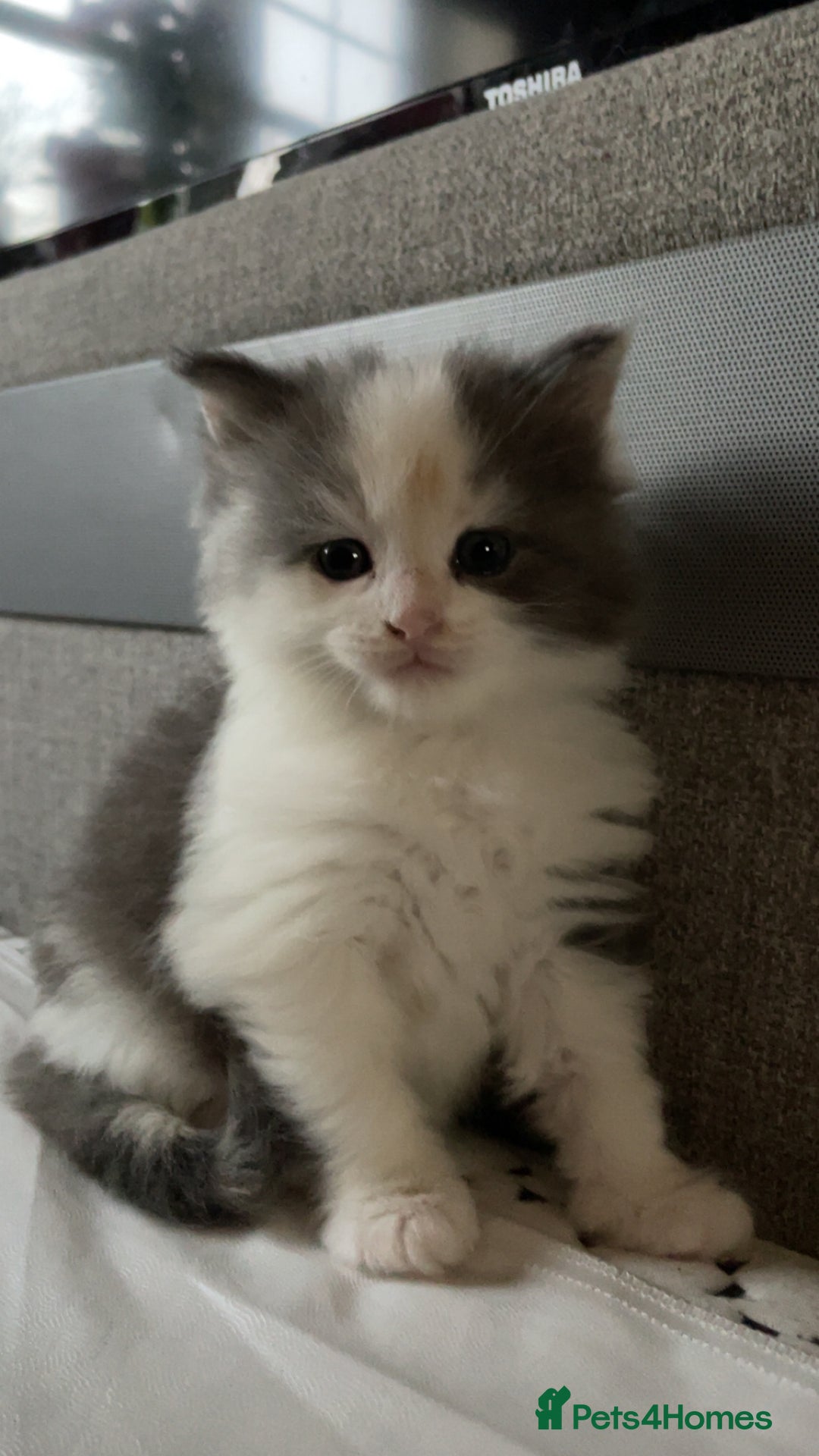 Ragdoll cats for sale: 4 maincoon x ragdoll kittens - Advert 36