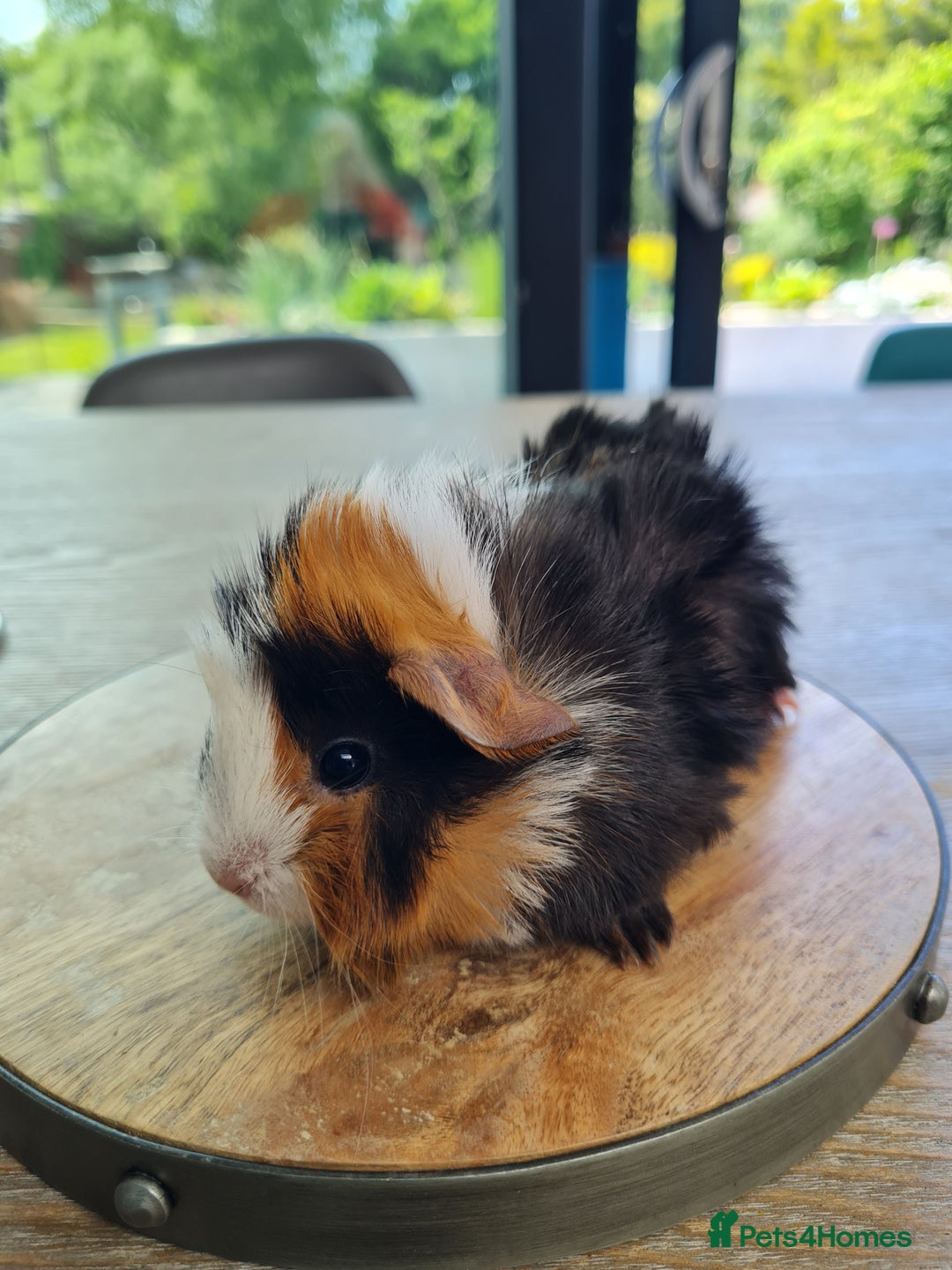Guinea Pig rodents for sale: Baby guinea pigs for sale - Advert 31