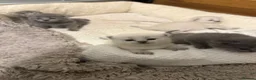 Scottish Fold cats for sale: Scottish fold kittens - Advert 24