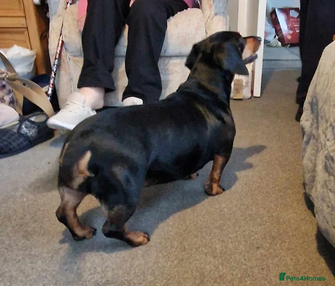 Dachshund dogs for sale: KC Registered female Dachshund  - Advert 3