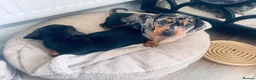 Miniature Dachshund dogs for sale: KC Registered miniature dachshund puppies  in Cambridge - Advert 9