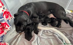 Labrador Retriever dogs for sale: 5 labrador puppies ready for there new homes now - Image 7