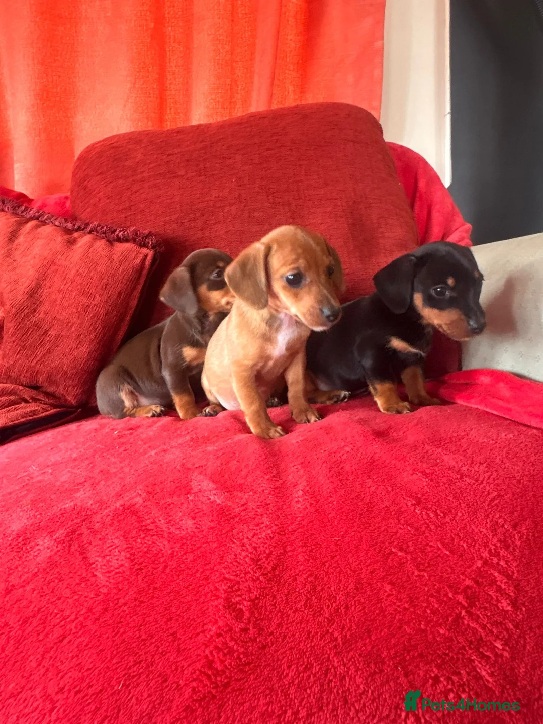 Jackshund dogs for sale: Daxijacks - Advert 1