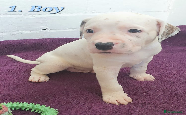 Mixed Breed dogs - Advert 2