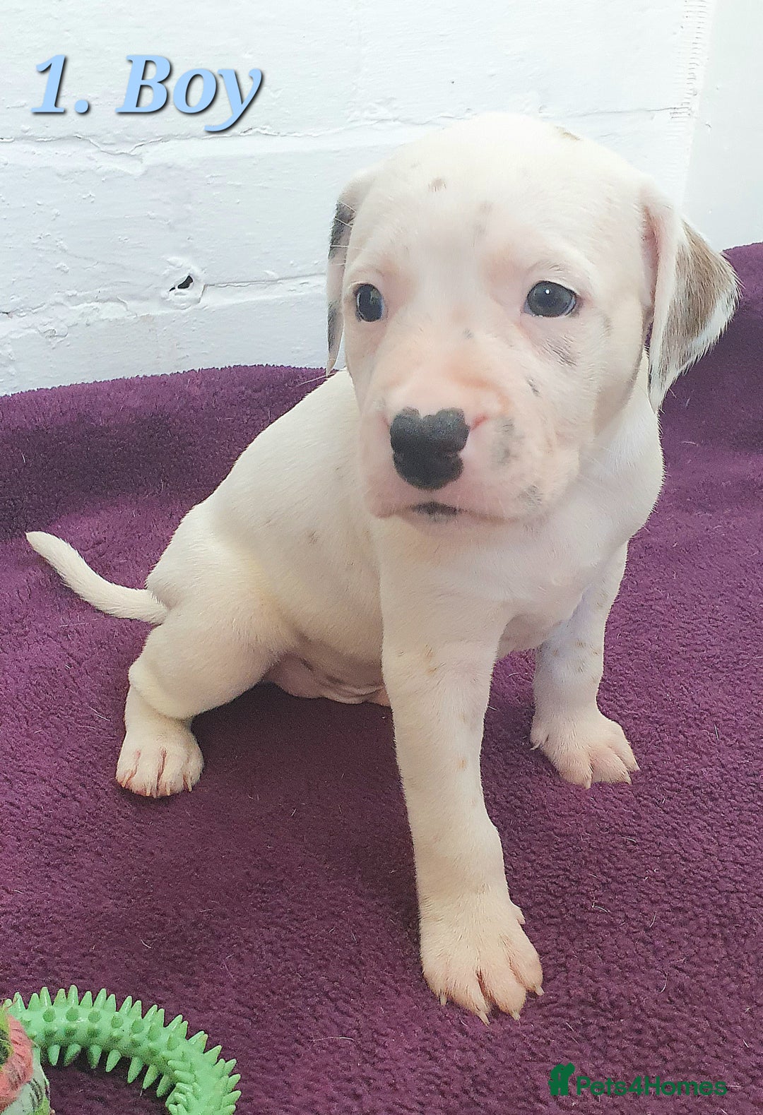 Mixed Breed dogs for sale: English/American Staffy Pups - Image 1